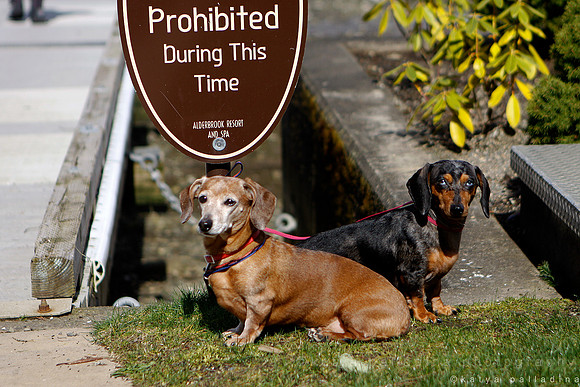 Cute dogs