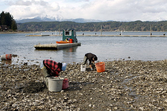 Shellfish harvesters