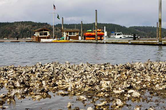 Oysters of Hood Canal