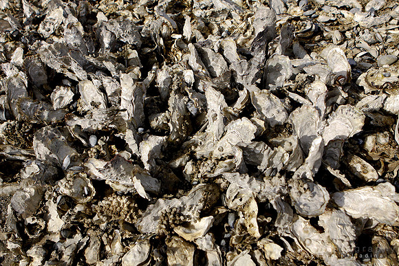 Huge oyster shells