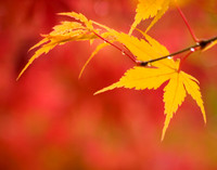 Maple leaves in yellow