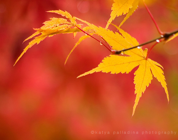 Maple leaves in yellow